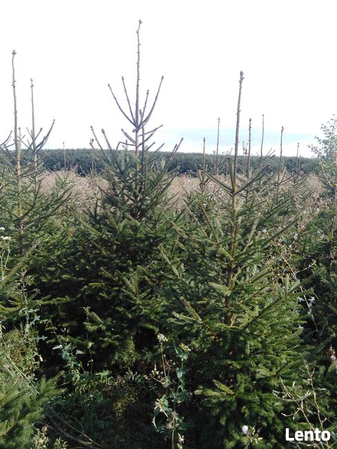 Świerk popolity na choinki