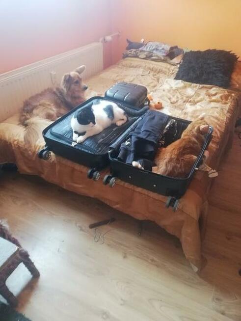 Petsitter Opieka nad zwierzętami w domu właściciela