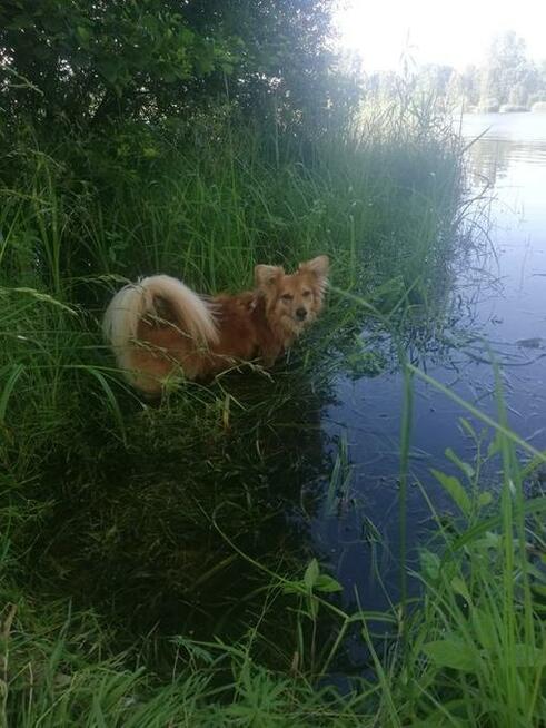 Petsitter Opieka nad zwierzętami w domu właściciela