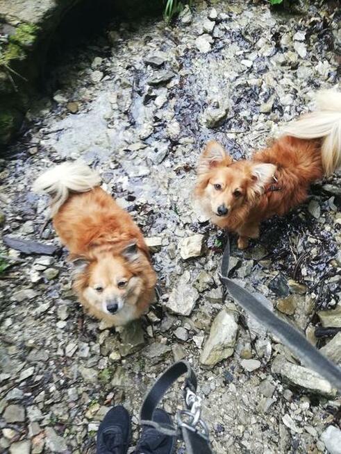 Petsitter Opieka nad zwierzętami w domu właściciela