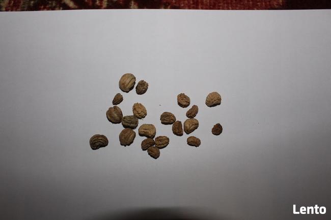 Nasturcja niska 20 nasion