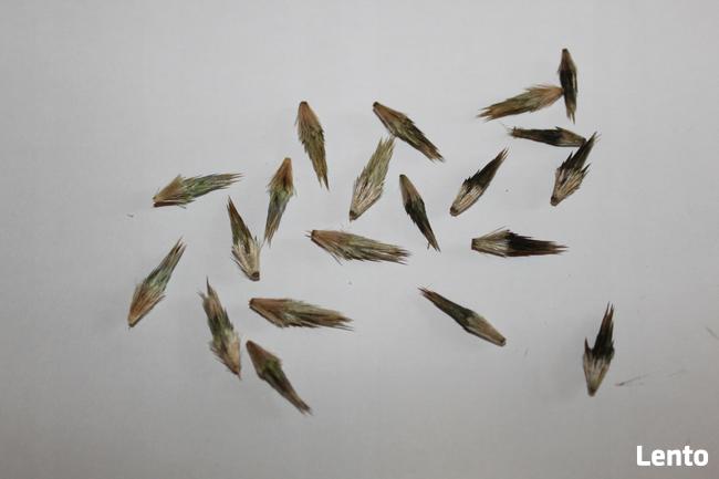 Przegorzan Pospolity Fioletowe Kule 30 nasion