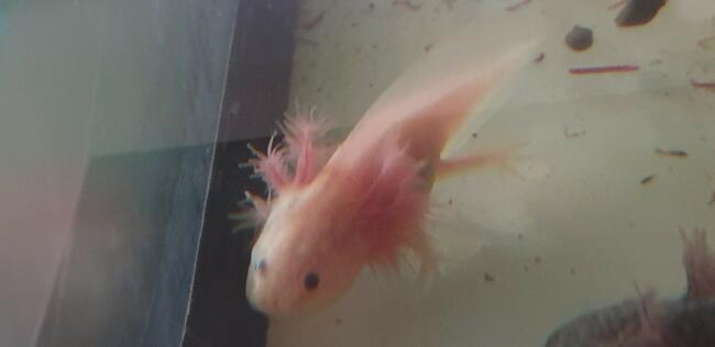 Aksolotl, ambystoma meksykańska