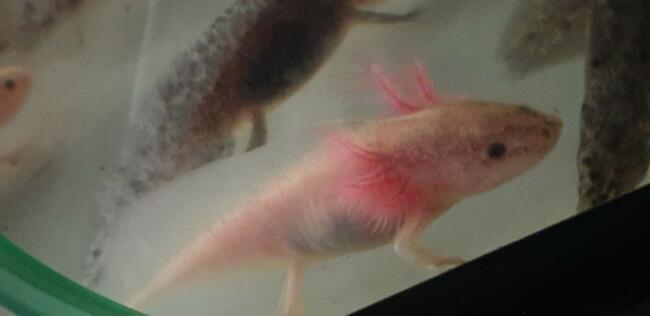 Aksolotl, ambystoma meksykańska