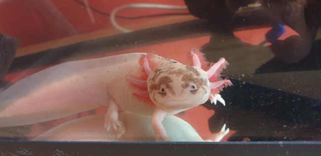 Aksolotl, ambystoma meksykańska