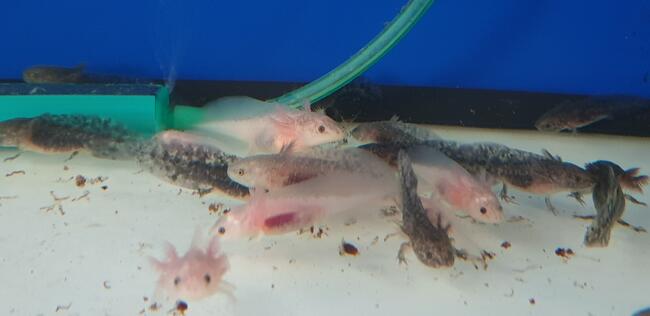 Aksolotl, ambystoma meksykańska