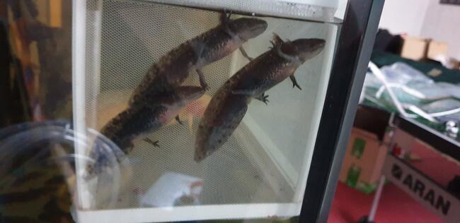 Aksolotl, ambystoma meksykańska