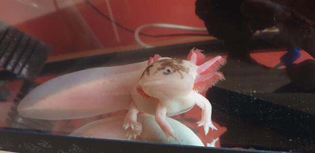 Aksolotl, ambystoma meksykańska