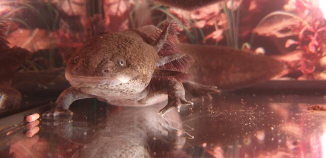 Aksolotl, ambystoma meksykańska