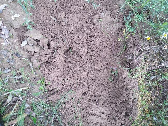 Sprzedam ziemię humus