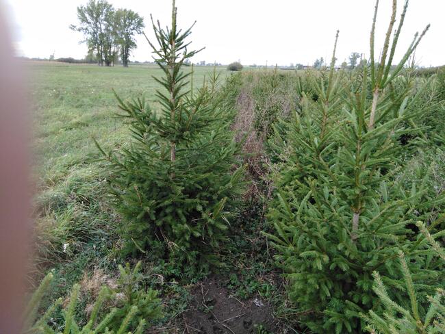 Świerk pospolity na choinki