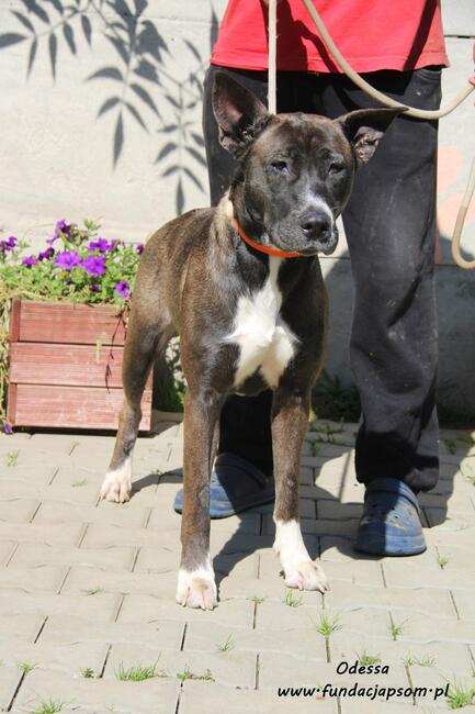 Odessa - suczka w typie amstaffa