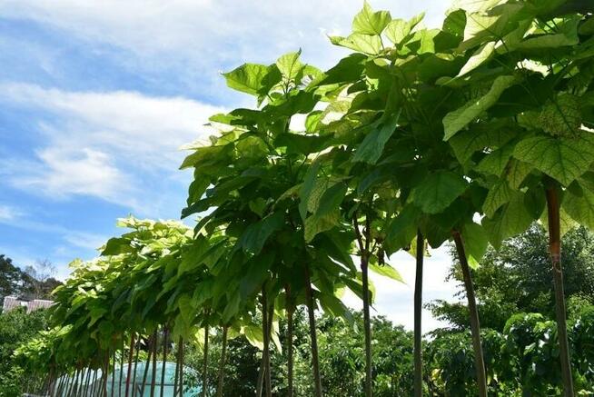 Katalpa Catalpa Surmia Bignoniowa Nana 2m - 2,3m