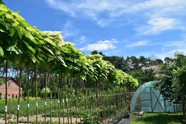 Katalpa Catalpa Surmia Bignoniowa Nana 2m - 2,3m