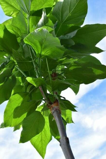 Katalpa Catalpa Surmia Bignoniowa Nana 2m - 2,3m