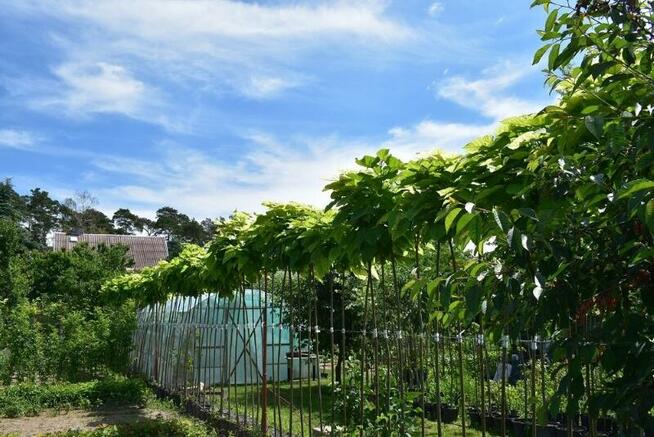 Katalpa Catalpa Surmia Bignoniowa Nana 2m - 2,3m