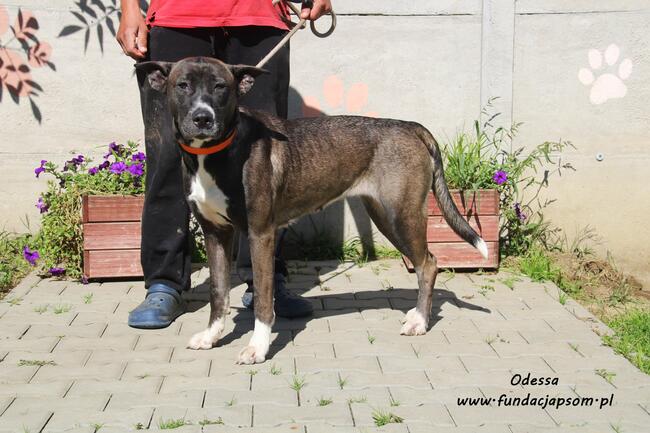 Odessa - suczka w typie amstaffa