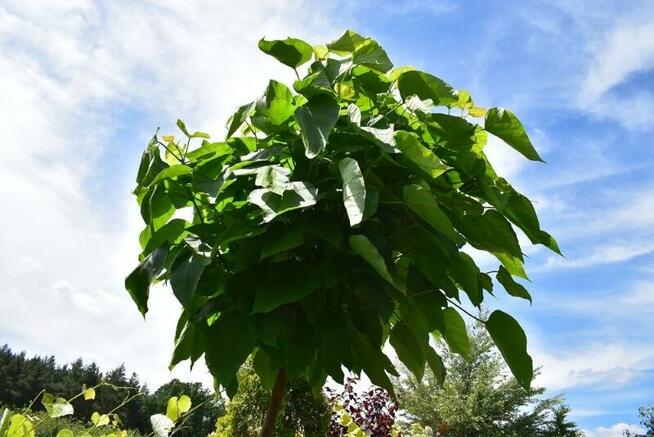 Katalpa Catalpa Surmia Bignoniowa Nana 2m - 2,3m