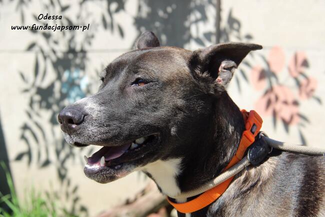 Odessa - suczka w typie amstaffa