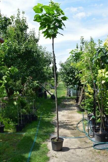 Katalpa Catalpa Surmia Bignoniowa Nana 2m - 2,3m