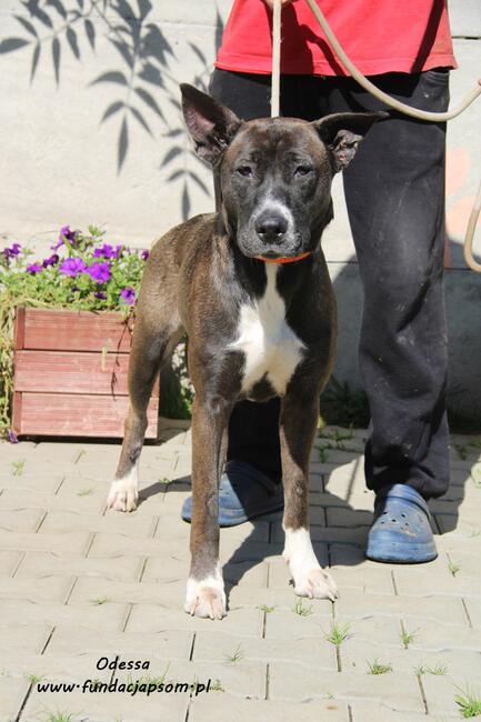 Odessa - suczka w typie amstaffa