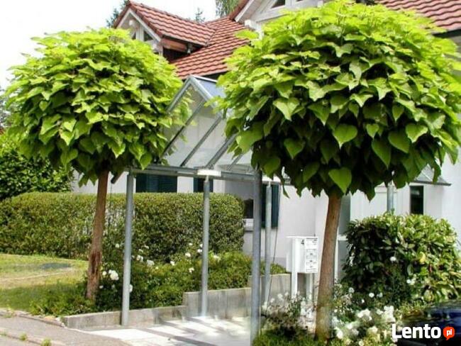 Katalpa Catalpa Surmia Bignoniowa Nana 2m - 2,3m