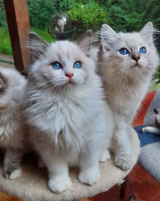 Kocięta Ragdoll