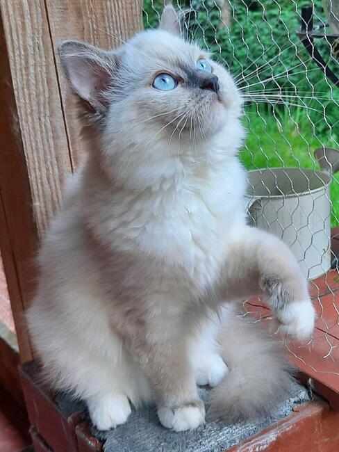 Kocięta Ragdoll