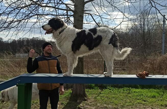 Mastif Pirenejski Mastin del Pirineo Pyrenean mastiff