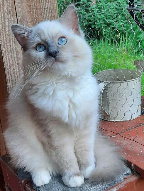 Kocięta Ragdoll