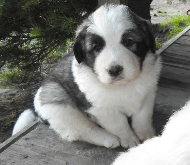 Mastif Pirenejski Mastin del Pirineo Pyrenean mastiff