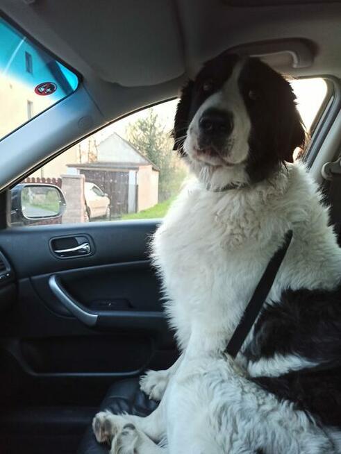 Mastif Pirenejski Mastin del Pirineo Pyrenean mastiff