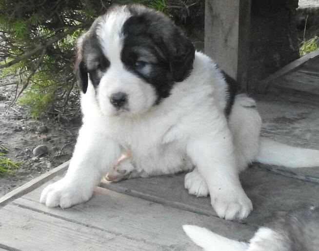 Mastif Pirenejski Mastin del Pirineo Pyrenean mastiff