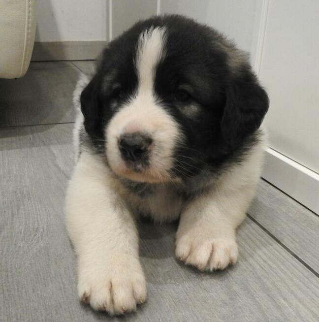 Mastif Pirenejski Mastin del Pirineo Pyrenean mastiff
