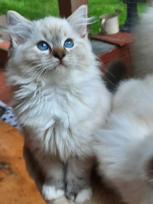 Kocięta Ragdoll