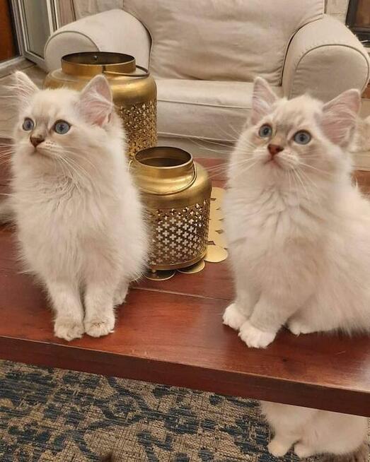 Kocięta Ragdoll