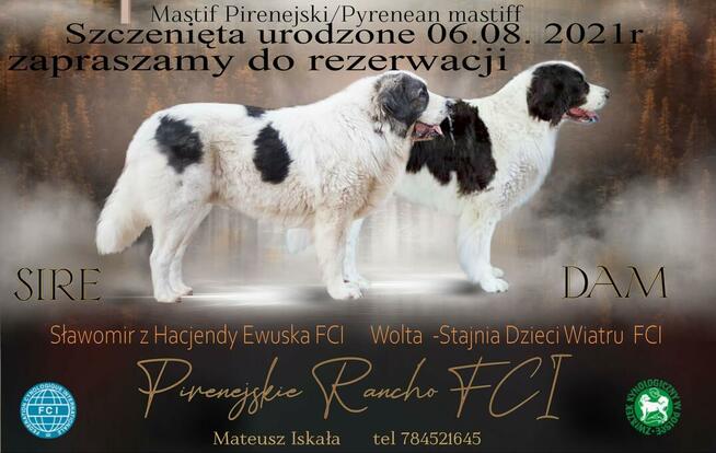 Mastif Pirenejski Mastin del Pirineo Pyrenean mastiff