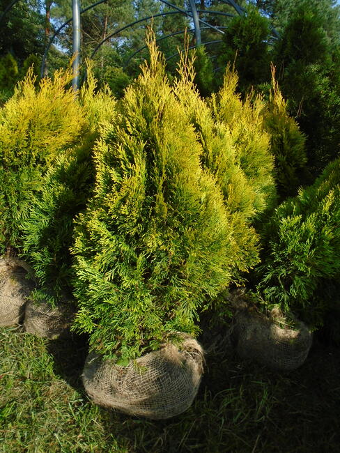 Tuja Szmaragd Gold 60 - 80cm. z bryłkom sadzenie