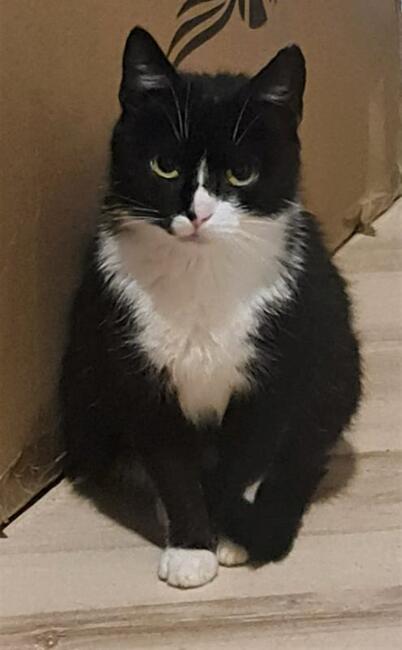 LENA czarno biała kotka szuka domu niewychodzącego