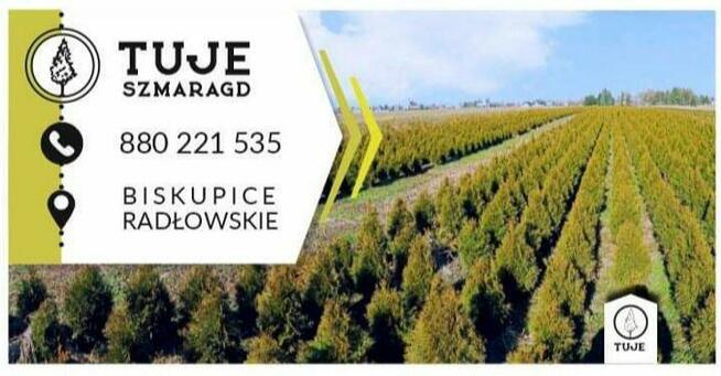 tujas zmaragd tuje 100-110 gęste