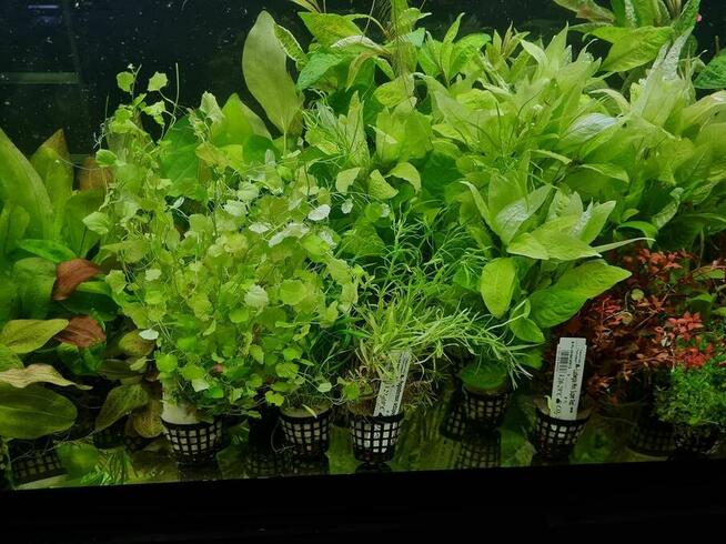 Akwaria i ryby akwariowe Warszawa. Akcesoria Akwarystyczne