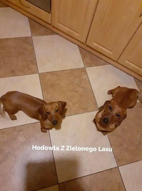 Sprzedam szczeniaczki jamnik krótkowłosy rudy standard