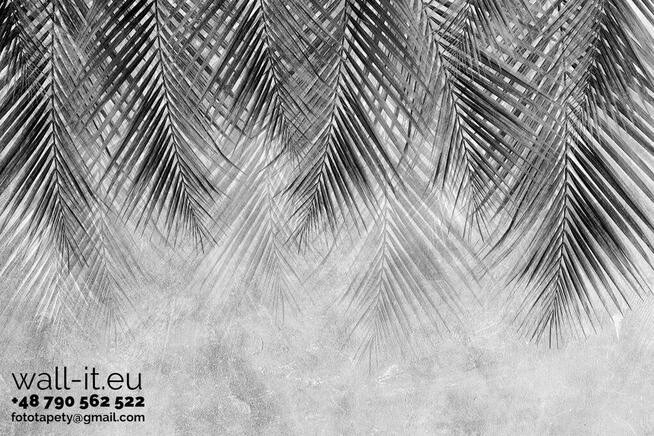 Fototapeta tropikalne liście na betonowej ścianie GD19