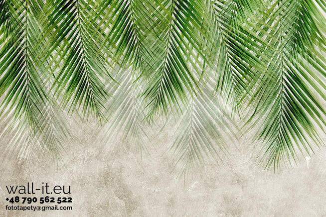 Fototapeta tropikalne liście na betonowej ścianie GD19
