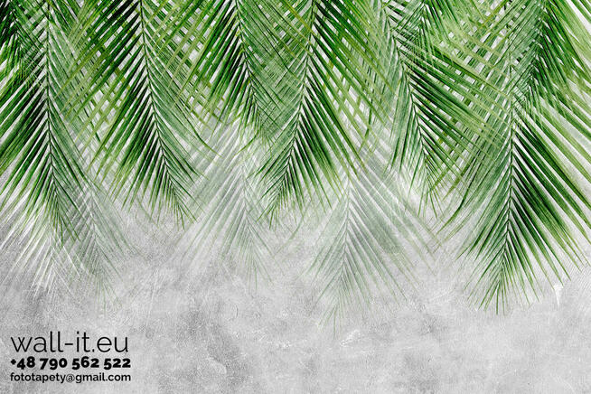 Fototapeta tropikalne liście na betonowej ścianie GD19