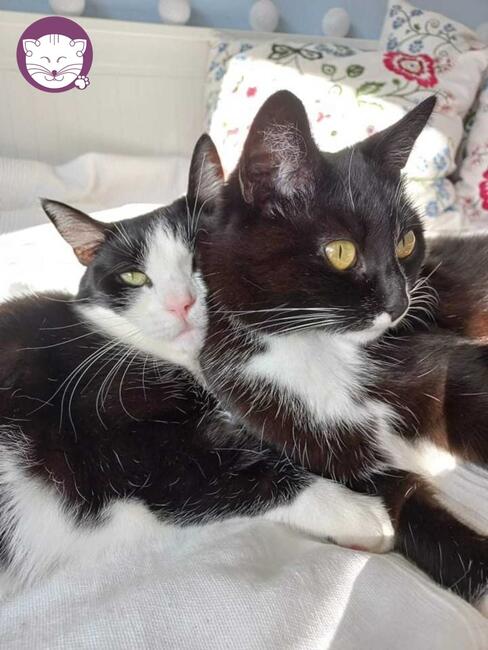 Magnolia - piękna i miziasta