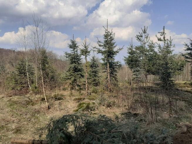 Mulczer Tarnów, Dębica, Brzesko