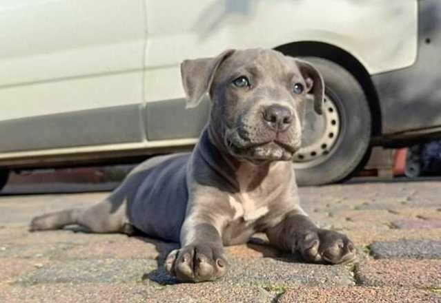 Amstaff // American Staffordshire Blue - szczeniak (piesek)