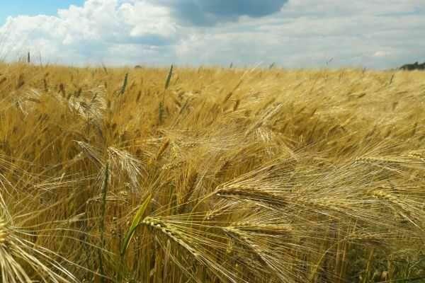 Jęczmień ozimy EUFORA nasiona kwalifikowane FV 205 zł