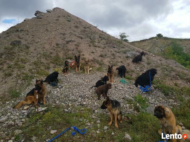 Szkolenie psów Kielce